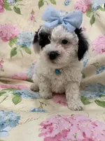 Paris , a female Poodle - Miniature  for sale in Merritt Island, FL – Photo 5 of 8