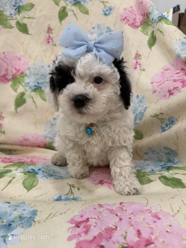 Paris  – Poodle - Miniature  puppy for sale in Merritt Island, FL