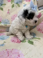 Paris , a female Poodle - Miniature  for sale in Merritt Island, FL – Photo 8 of 8