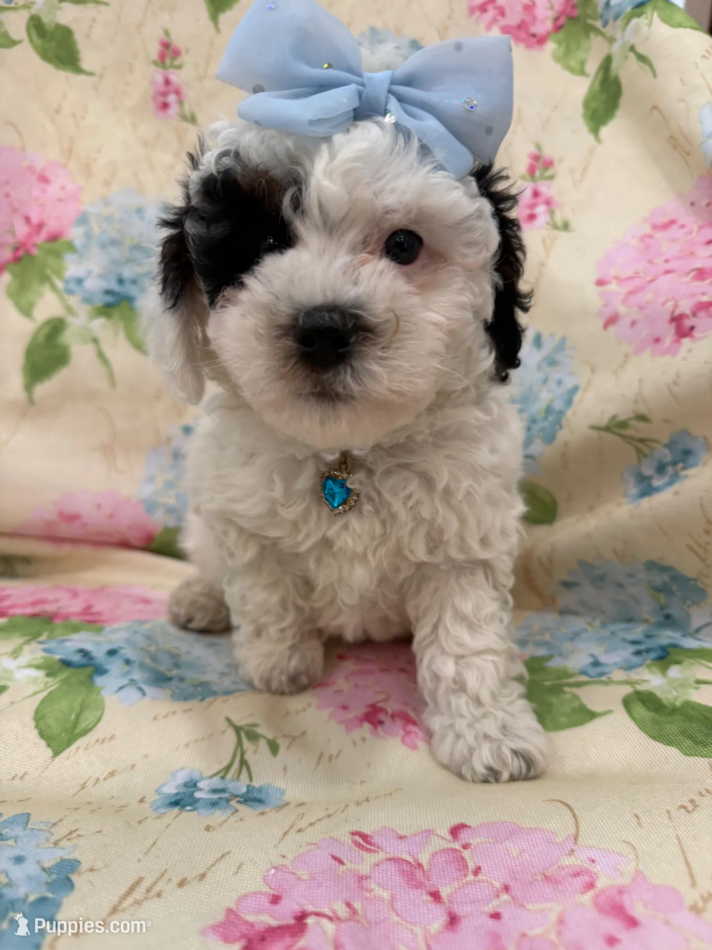 Paris  – Poodle - Miniature  puppy for sale in Merritt Island, FL