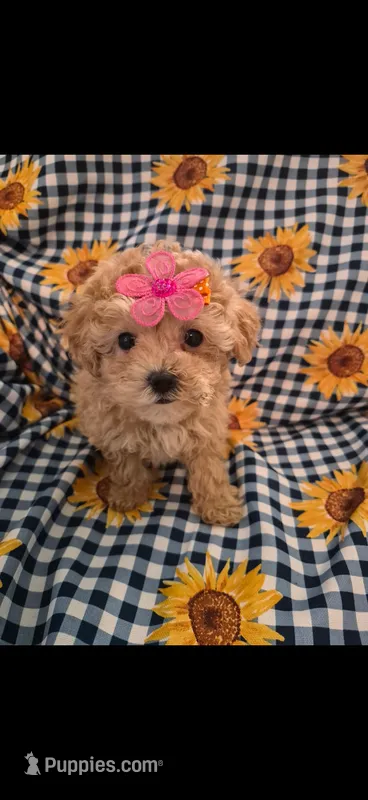 Daisy  – Maltipoo puppy for sale in Merritt Island, FL
