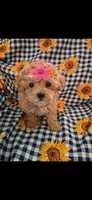 Daisy , a female Maltipoo for sale in Merritt Island, FL – 1 of 2