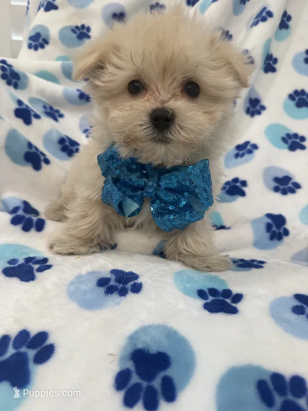 Teddy  – Morkie puppy for sale in Merritt Island, FL