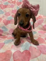 Winnie , a female Miniature Dachshund for sale in Merritt Island, FL – 2 of 10