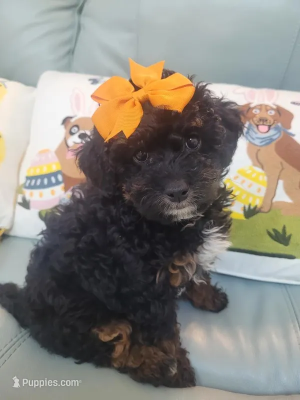 Violet  – Poodle - Miniature  puppy for sale in Merritt Island, FL