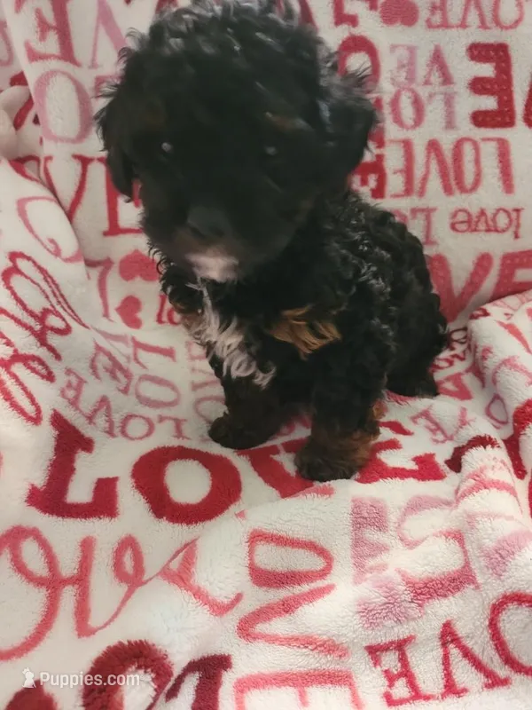 Violet  – Poodle - Miniature  puppy for sale in Merritt Island, FL