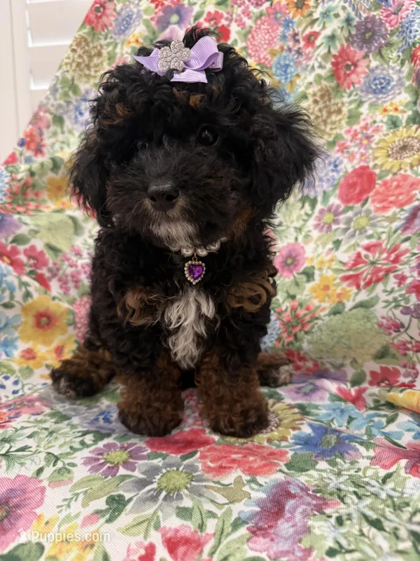 Violet  – Poodle - Miniature  puppy for sale in Merritt Island, FL