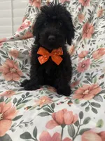 Inky , a male Yorkipoo for sale in Merritt Island, FL – 9 of 9