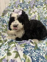 Izzy, a female Bernedoodle for sale in Merritt Island, FL – 9 of 10
