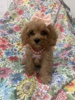 Scarlett, a female Poodle - Miniature  and Cavachon for sale in Merritt Island, FL – 9 of 10