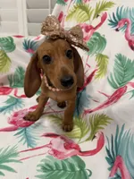 Peebles , a female Miniature Dachshund for sale in Merritt Island, FL – 9 of 10