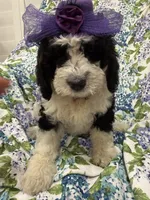 Izzy, a female Bernedoodle for sale in Merritt Island, FL – 6 of 10