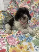 Bianca , a female Poodle - Toy  for sale in Merritt Island, FL – 8 of 10