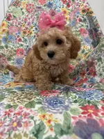 Marley , a female Cavapoo for sale in Merritt Island, FL – 5 of 10