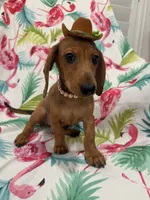 Peebles , a female Miniature Dachshund for sale in Merritt Island, FL – 7 of 10