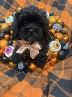 Zander , a male Shihpoo for sale in Merritt Island, FL – 2 of 10