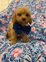 Cameron , a male Poodle - Miniature  and Cavachon for sale in Merritt Island, FL – 5 of 5