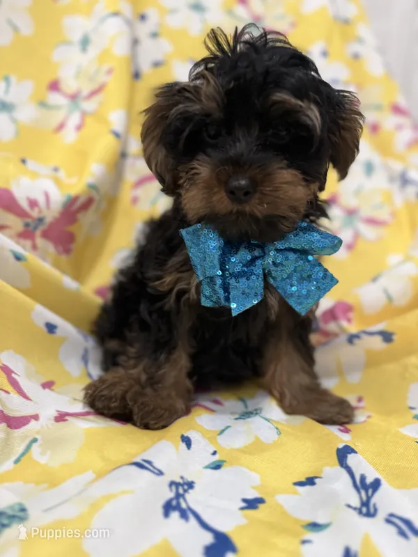 Zeus  – Yorkipoo puppy for sale in Merritt Island, FL