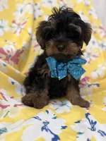 Zeus , a male Yorkipoo for sale in Merritt Island, FL – 2 of 8