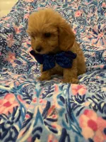 Cameron , a male Poodle - Miniature  and Cavachon for sale in Merritt Island, FL – 2 of 5