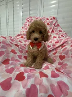 Simba , a male Poodle - Miniature  for sale in Merritt Island, FL – 1 of 10