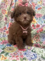 Lexi , a female Shihpoo for sale in Merritt Island, FL – 5 of 10