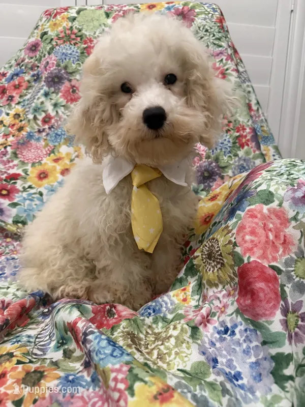 Remi  – Maltipoo puppy for sale in Merritt Island, FL
