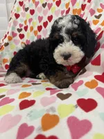 Snickers , a male Miniature Bernedoodle for sale in Merritt Island, FL – 5 of 10