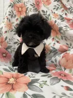 Oreo , a male Shihpoo for sale in Merritt Island, FL – 2 of 8
