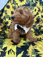 Cooper, a male Goldendoodle for sale in Merritt Island, FL – 5 of 8