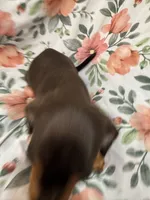 Mocha , a male Miniature Dachshund for sale in Merritt Island, FL – 4 of 9