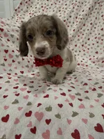 Nathan , a male Miniature Dachshund for sale in Merritt Island, FL – 4 of 10