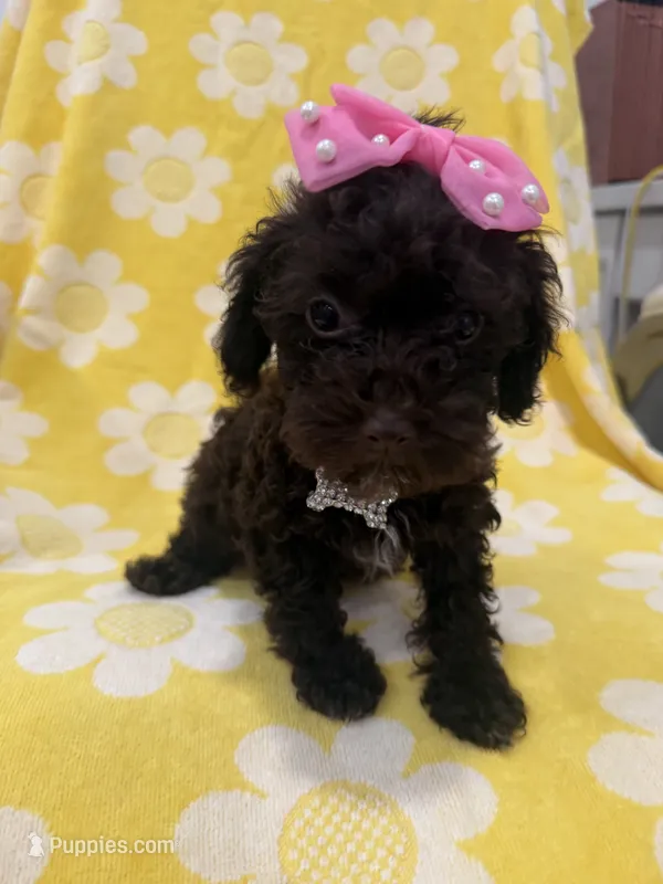 Zoey  – Poodle - Toy  puppy for sale in Merritt Island, FL