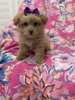 Lilly , a female Yorkipoo for sale in Merritt Island, FL – 4 of 10