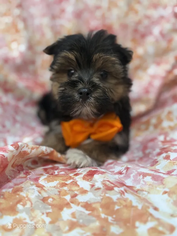 Bryce  – Morkie puppy for sale in Merritt Island, FL