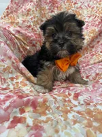 Bryce , a female Morkie for sale in Merritt Island, FL – Photo 6 of 9