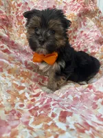 Bryce , a female Morkie for sale in Merritt Island, FL – Photo 9 of 9