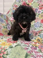 Zoey , a female Shihpoo for sale in Merritt Island, FL – 8 of 9