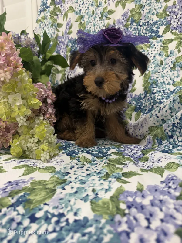 Ashley  – Yorkshire Terrier puppy for sale in Merritt Island, FL