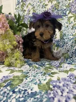 Ashley , a female Yorkshire Terrier for sale in Merritt Island, FL – 5 of 10