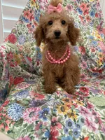 Madison , a female Poodle - Miniature  for sale in Merritt Island, FL – 7 of 7
