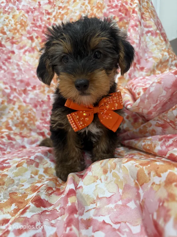 Hunter  – Yorkshire Terrier puppy for sale in Merritt Island, FL