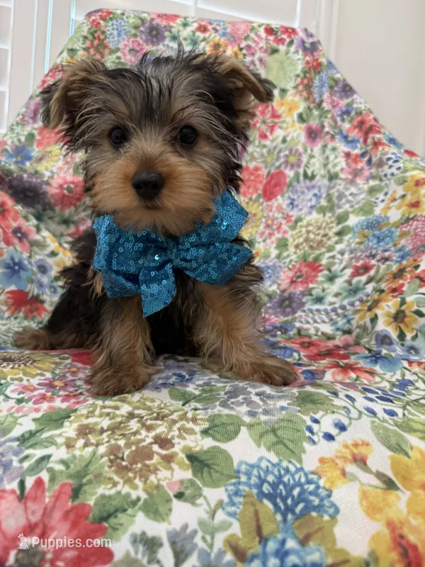 Cooper  – Yorkshire Terrier puppy for sale in Merritt Island, FL