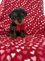 Hunter , a male Yorkshire Terrier for sale in Merritt Island, FL – 3 of 7