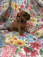 Peebles , a female Miniature Dachshund for sale in Merritt Island, FL – 4 of 10