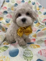 Biscuit , a male Maltipoo for sale in Merritt Island, FL – Photo 9 of 10