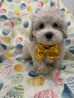 Biscuit , a male Maltipoo for sale in Merritt Island, FL – Photo 7 of 10