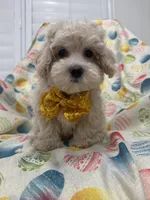 Biscuit , a male Maltipoo for sale in Merritt Island, FL – Photo 3 of 10