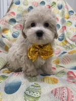 Biscuit , a male Maltipoo for sale in Merritt Island, FL – Photo 4 of 10