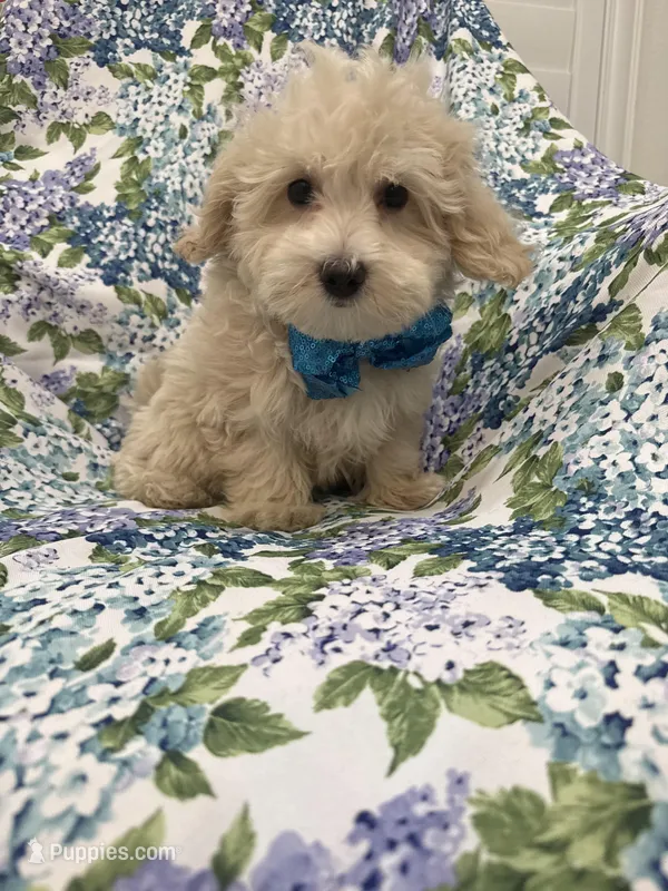 Biscuit  – Maltipoo puppy for sale in Merritt Island, FL